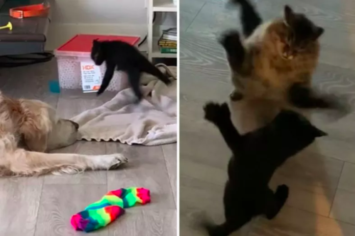 Giant-Pawed Kitten Bullies Every Animal