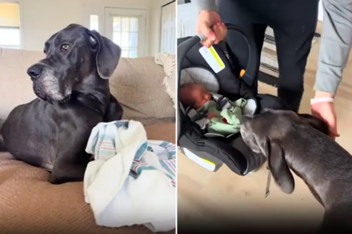 How Great Dane Would React to Newborn