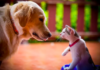 Cat Still Hates New Puppy Three Months Later