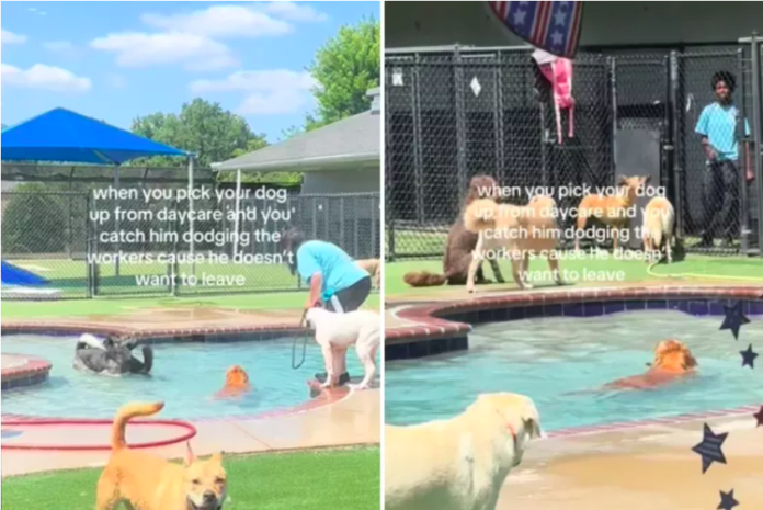 Dog Has So Much Fun at Day Care