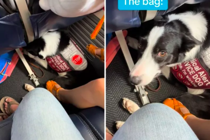 Plane Passenger Hilariously Films Her 'Bag