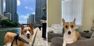 https://fumipets.com/owner-takes-corgi-to-the-groomer