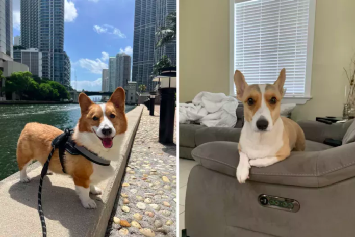 https://fumipets.com/owner-takes-corgi-to-the-groomer