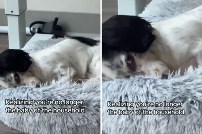 Dog's Hilarious Reaction to New Baby