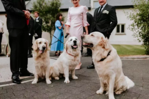 Couple's Unique Wedding: Guests' Dogs Steal the Show