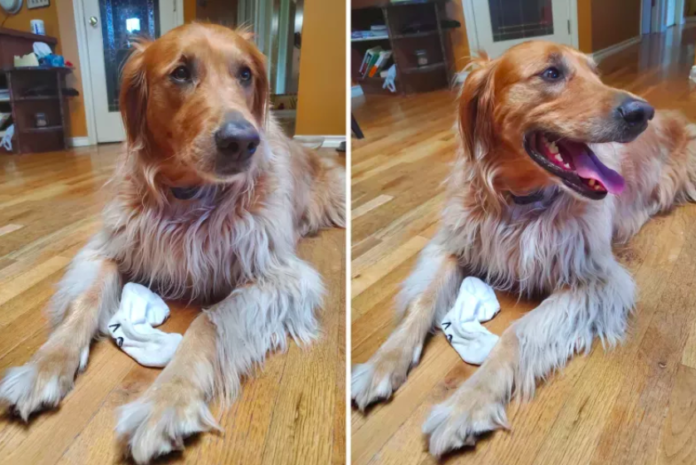 Golden Retriever Brings a Sock to Her Owner