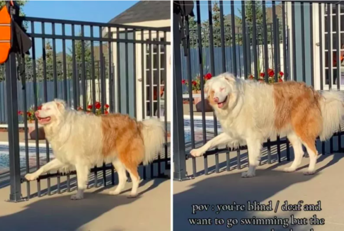 Deaf Dog Doesn't Realize Gate to Pool Is Already Open