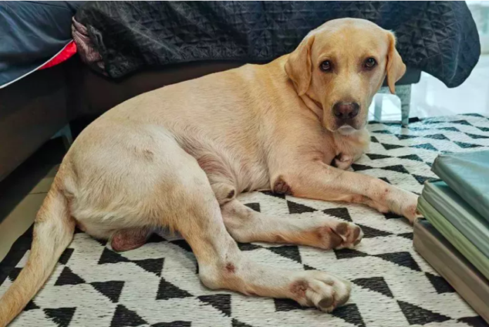 Labrador's Hilarious Effort to Move