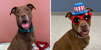 Dog Who Spent 824 Days in Shelter