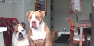 Pet Cam Captures Dogs' 'Dramatic' Reaction