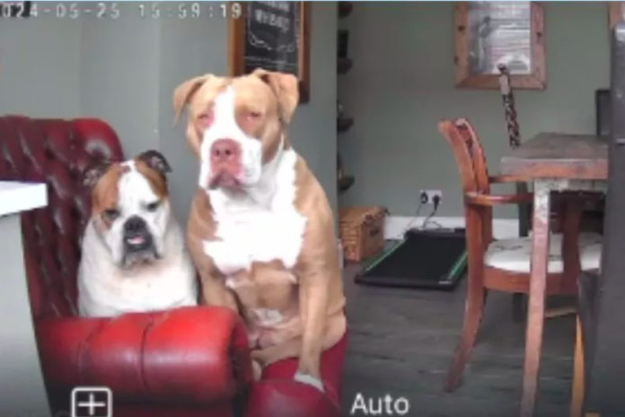 Pet Cam Captures Dogs' 'Dramatic' Reaction