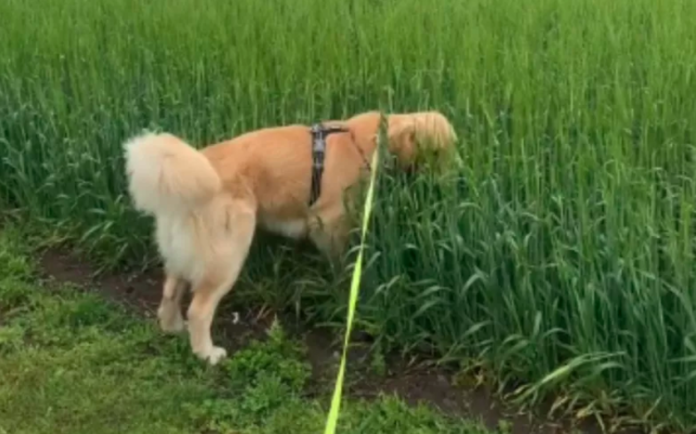 City Dog's Hilarious Reaction to the Great Outdoors