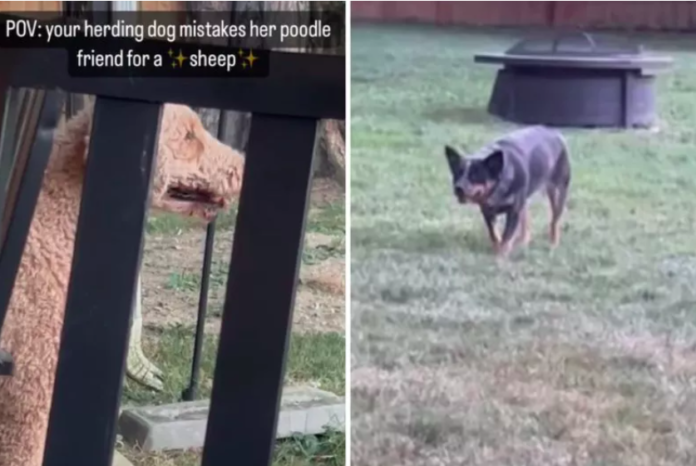 Herding Dog Mistakes Poodle for Sheep