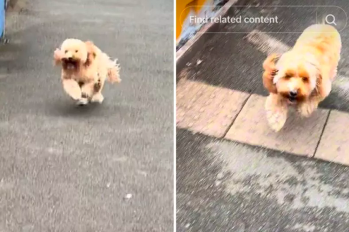 Dog Greeting After 12-Hour Shift