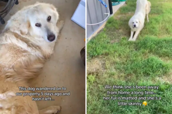 Stray Dog Chooses a Home for Herself