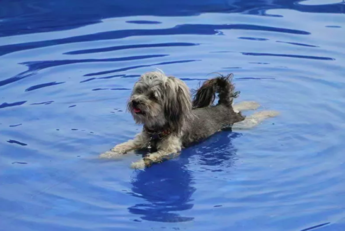 Senior Dog Follows Siblings Into Water