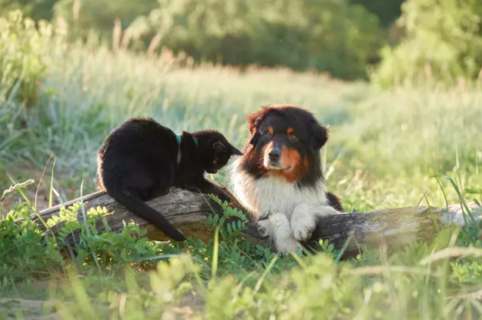 Australian Shepherd Tries to Herd a Cat