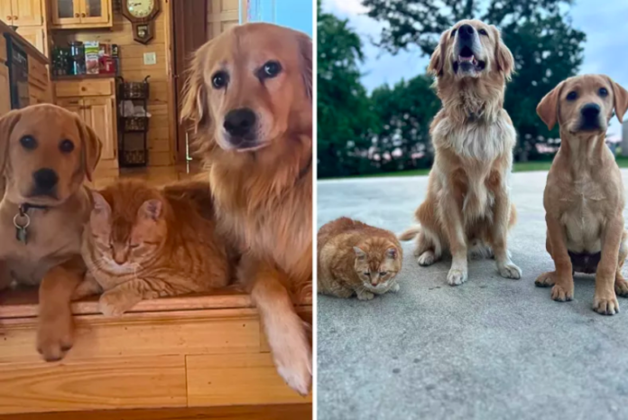 Dogs Welcome Cat Sibling Into Their Pack