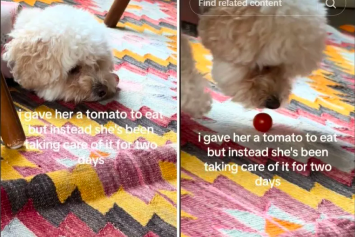 Owner Tests What Dog Would Do With Tomato