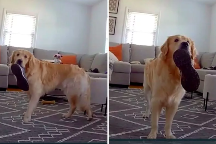 Pet Cam Captures Golden Retriever's Adorable Reaction