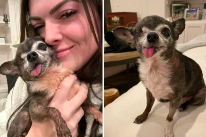 Woman Takes a Chance on Adopting 16-Year-Old Dog