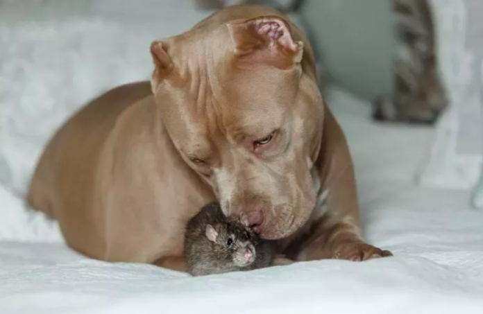 Pit Bull Puppy and Pet Rat