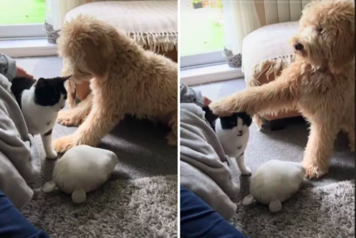 Woman 'Can't Believe' What Goldendoodle Did First Time