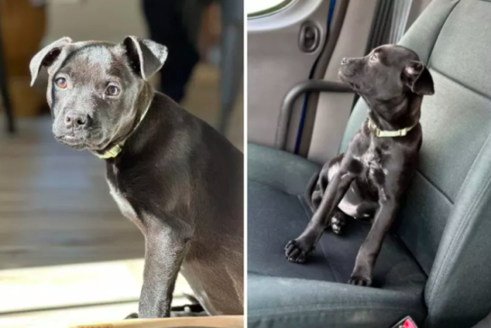 Rare Chihuahua and Black Lab Mix