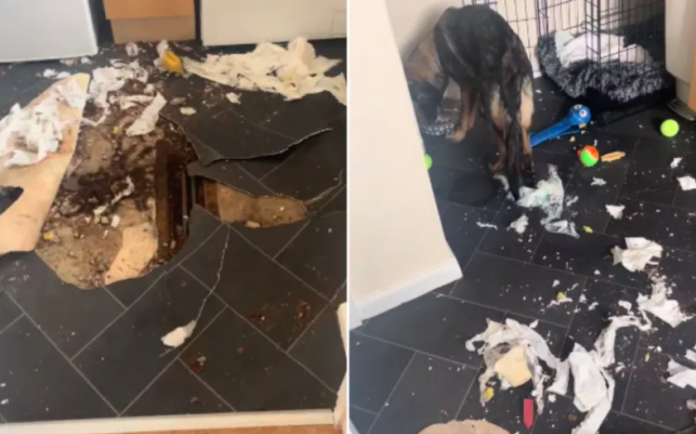 German Shepherd Puppy Left Home Alone for 5 Hours