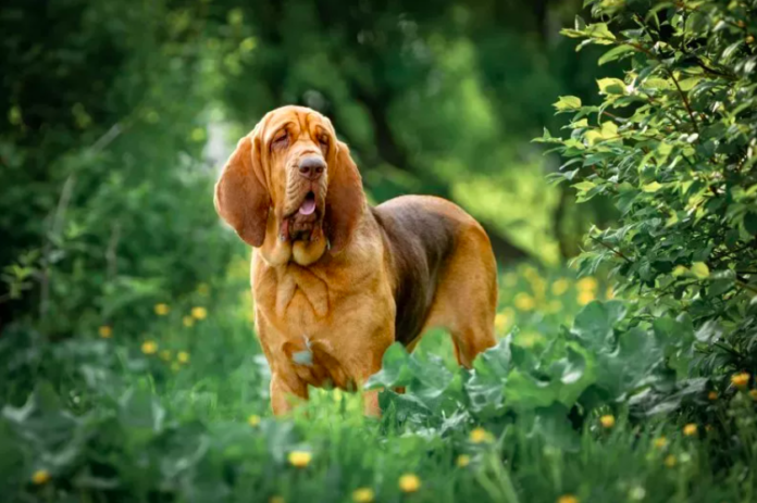 Dog's Joyful Reaction to Neighbors Returning