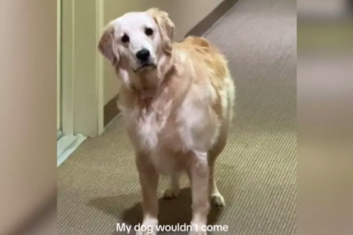 Golden Retriever's Hilarious Reaction to Being Locked Out