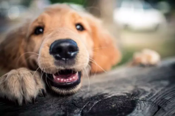 Owners Bring Home the 'Calmest' Puppy of the Litter