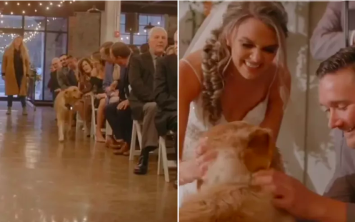 Golden Retriever's Role at Wedding