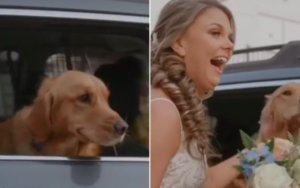 Golden Retriever's Role at Wedding