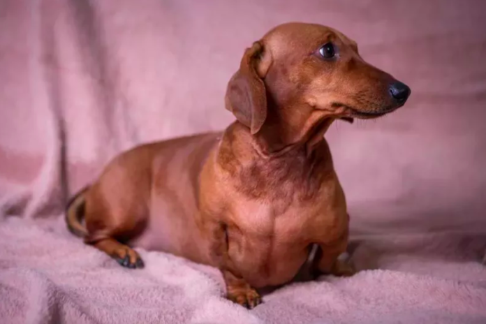 Singing Dachshund Who Loves Country Music