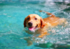 Labrador Has Solo Thunderstorm 'Rain Party