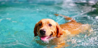 Labrador Has Solo Thunderstorm 'Rain Party