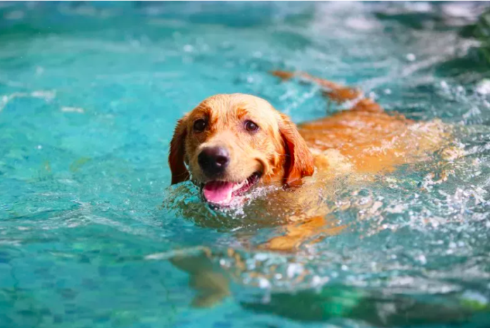 Labrador Has Solo Thunderstorm 'Rain Party