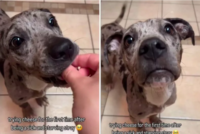 Rescued Dog's Love for Cheese Melts Hearts