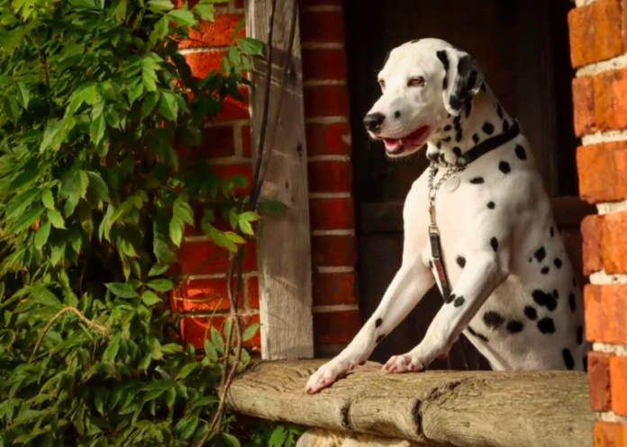 How Former Shelter Dog Responds to Being Loved