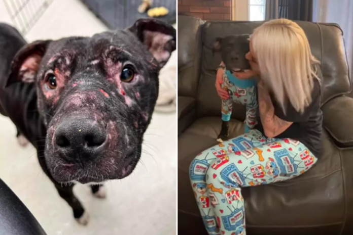 Former Bait Dog Finds Love and Healing in New Home