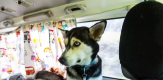 Driver Discovers She's Following a Doggy Day Care Bus