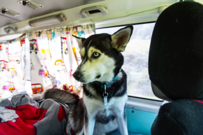 Driver Discovers She's Following a Doggy Day Care Bus