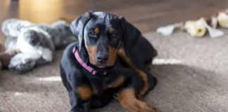 Doberman and Rescue Rabbit Form Unlikely Friendship