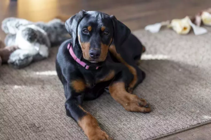 Doberman and Rescue Rabbit Form Unlikely Friendship