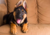 German Shepherd Gus Captures Internet’s Heart