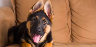 German Shepherd Gus Captures Internet’s Heart