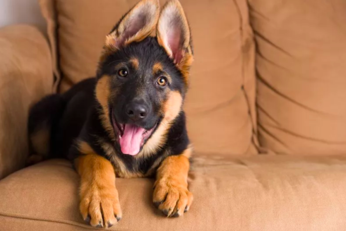 German Shepherd Gus Captures Internet’s Heart