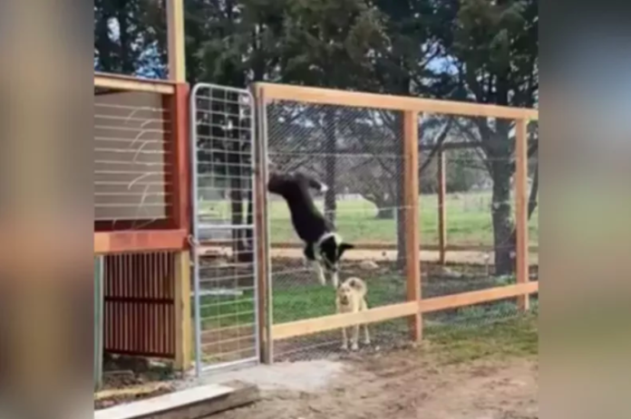 Owner Builds 8-Foot Fence