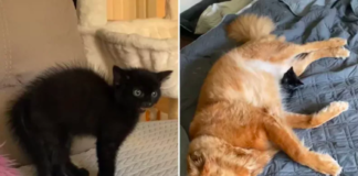 Dog and Kitten's Friendship Blossoms Within 24 Hours